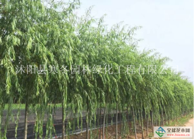 【江蘇【青皮垂柳】最新青皮垂柳_價格_圖片_產地報價表詳情描述供應|大葉黃楊 瓜子黃楊 金葉女貞 紅葉小檗 叢生紫荊 叢生紫薇 紫葉李 重生花石榴 等200種綠化苗木沭陽縣寒冬園林綠化工程商鋪